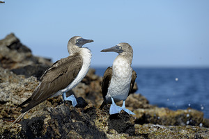 Blue-footed Booby by Kevin Oke