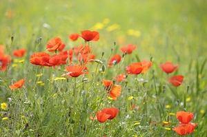 Wild poppies in Lourmarin