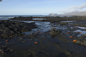 Sally Lightfoot crabs
