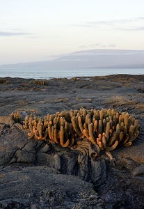 Lava Cactus Brachycereus nesioticus Punta Espinosa Fernandina Island Galapagos Islands Ecuador by Kevin Oke