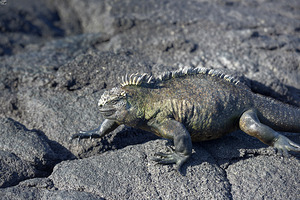 Marine Iguana