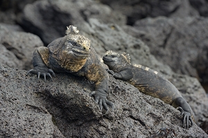 Marine Iguanas Amblyrhynchus cristatus Urbina Bay Isabela Island Galapagos Islands Ecuador by Kevin Oke