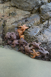 Sea stars on the rocks at Tonquin Beach Tofino