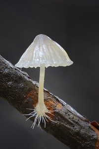 Small translucent mushroom on dead tree branch showing roots