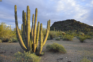 Organ Pipe Cactus by Kevin Oke