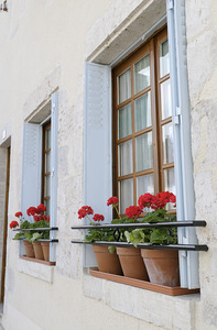 Potted red geraniums in a window Châtillon sur Loire Centre France