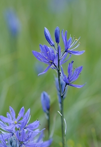 Common Camas Camassia quamash Cowichan Garry Oak Preserve Cowichan Valley Vancouver Island British Columbia. by Kevin Oke