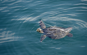 Galapagos green turtle. Isabela Island. Galapagos Islands. Ecuador by Kevin Oke