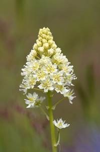 Death Camas or Meadow Death camas Zigadenus venenosus Cowichan Valley Vancouver Island British Columbia Canada by Kevin Oke