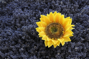 Dried sunflower in a bed of lavender flowers at Lourmarins street market by Kevin Oke