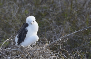 Magnificent Frigatebird Fregata magnificens chick sitting on nest North Seymour Island Galapagos Islands Ecuador
 by Kevin Oke