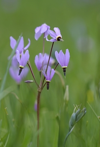 Shooting Star Dodecatheon pulchellum Cowichan Garry Oak Preserve Cowichan Valley Vancouver Island British Columbia. by Kevin Oke