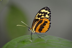 Heliconius Butterfly by Kevin Oke
