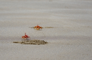 Ghost crabs Ocypode Gaudichaudii and burrows on Espumilla Beach Santiago Island Galapagos Islands Ecuador
 by Kevin Oke