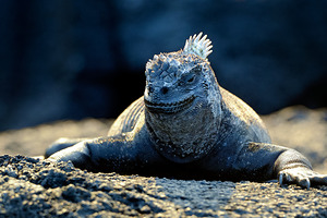 Marine Iguana perched on the rocks Punta Espinosa by Kevin Oke