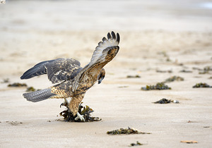 Galapagos Hawk landing on Espumilla Beach. Santiago Island. Galapagos Islands. Ecuador