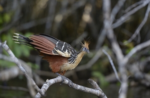 Hoatzin Opisthocomus hoazin on a branch over Lake Garzacocha La Selva Jungle Eco Lodge Amazon Basin Ecuador
 by Kevin Oke