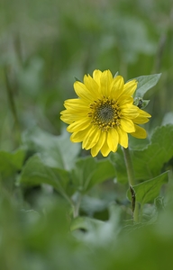 Deltoid Balsamroot Balsamorhiza deltoidea Cowichan Valley Vancouver Island British Columbia Canada by Kevin Oke