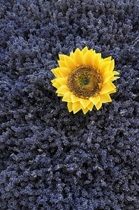 Dried sunflower with lavender flowers