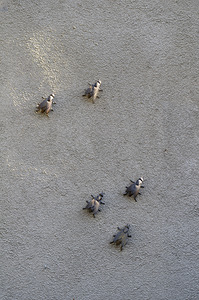 Metal fly sculpture on a house wall Tannay Nièvre Burgundy France