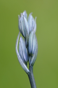 Common Camas Camassia quamash Cowichan Garry Oak Preserve Cowichan Valley Vancouver Island British Columbia. by Kevin Oke