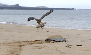Galapagos Hawk Buteo galapagoensis flying above a Galapagos green turtle Playa Espumilla Santiago Island Galapagos Islands Ecuador
 by Kevin Oke
