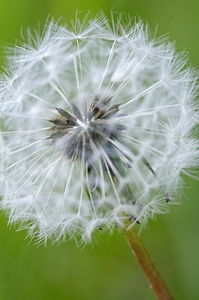 Dandelion Cowichan Valley Vancouver Island British Columbia Canada by Kevin Oke