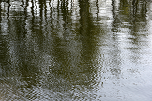 Trees reflected in the ocean by Kevin Oke