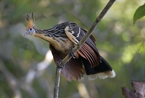 Hoatzin Opisthocomus hoazin on a branch La Selva Jungle Eco Lodge Amazon Basin Ecuador
 by Kevin Oke