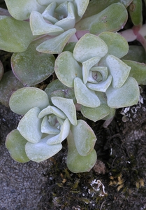 Broadleaf Stonecrop Collinsia parviflora Sedum spathulifolium Cowichan Valley Vancouver Island British Columbia Canada by Kevin Oke