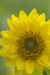 Deltoid Balsamroot Balsamorhiza deltoidea Cowichan Valley Vancouver Island British Columbia Canada by Kevin Oke