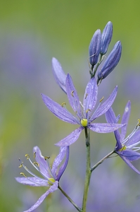Common Camas Camassia quamash Cowichan Valley Vancouver Island British Columbia Canada