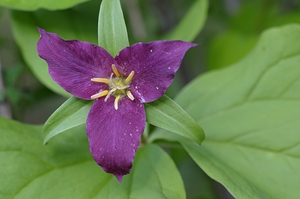Western Trillium Trillium ovatum Cowichan Valley Vancouver Island British Columbia Canada by Kevin Oke