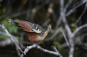 Hoatzin Opisthocomus hoazin on a branch over Lake Garzacocha