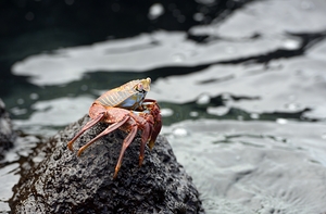 Sally Lightfoot crab Grapsus grapsus Urbina Bay Isabela Island Galapagos Islands Ecuador by Kevin Oke
