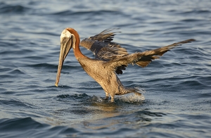 Brown Pelican Pelecanus occidentalis Elizabeth Bay Isabela Island Galapagos Islands Ecuador by Kevin Oke