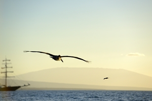 Brown Pelican Pelecanus occidentalis Elizabeth Bay Isabela Island Galapagos Islands Ecuador by Kevin Oke