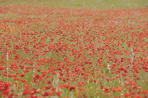 Red poppies - Roussillon by Kevin Oke