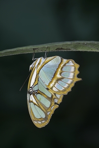 Butterfly at the La Selva Jungle Lodge butterfly farm Amazon Ecuador by Kevin Oke