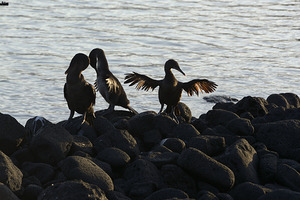 Flightless Cormorants Phalacrocorax harrisi stretching their wings. Punta Espinosa. Fernandina Island. Galapagos Islands. Ecuador by Kevin Oke