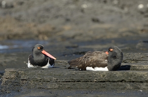 American Oystercatchers Haematopus palliatus sitting on lava Puerto Egas Santiago Island Galapagos Islands Ecuador
 by Kevin Oke
