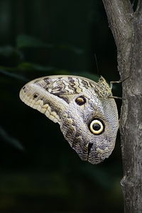 Owl butterfly Caligo idomeneus at the La Selva Jungle Lodge  Amazon Ecuador by Kevin Oke