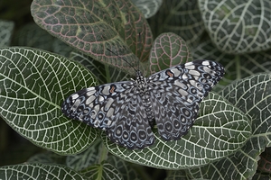 Feronia Cracker  Butterfly Hamadryas feronia Amazon Ecuador by Kevin Oke