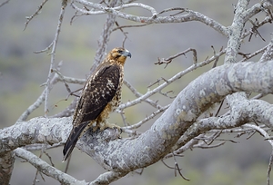 Galapagos Hawk Buteo galapagoensis Santiago Island Galapagos Islands Ecuador
 by Kevin Oke