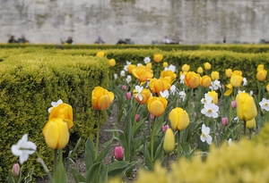Tulips Jardins des Tuileries - Paris by Kevin Oke