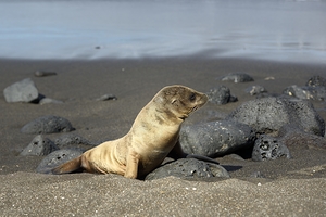 Gal?pagos sea lion Zalophus wollebaeki pup Puerto Egas Santiago Island Galapagos Islands Ecuador by Kevin Oke