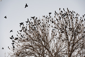 Birds in Flight by Kevin Oke