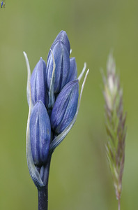 Common Camas Camassia quamash Mt. Tzouhalem Ecological Reserve Cowichan Valley British Columbia Canada by Kevin Oke