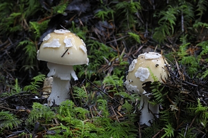 Mushroom by Kevin Oke