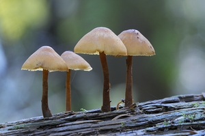Mycena Mushroom
